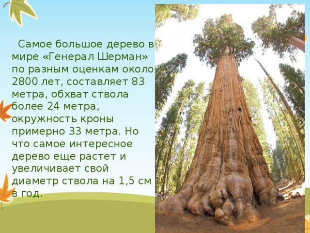  Самое большое дерево в мире «Генерал Шерман» по разным оценкам около 2800 лет, составляет 83 метра, обхват ствола более 24 метра, окружность кроны примерно 33 метра. Но что самое интересное дерево еще растет и увеличивает свой диаметр ствола на 1,5 см в год. 