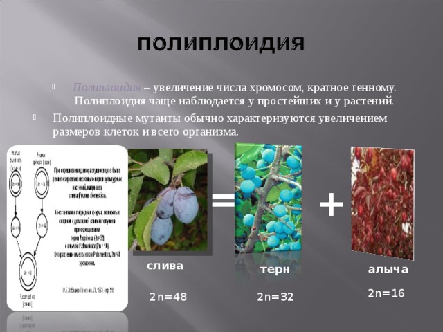 Хромосомная инженерия полиплоидия. Полиплоидия у растений. Роль полиплоидии в селекции.