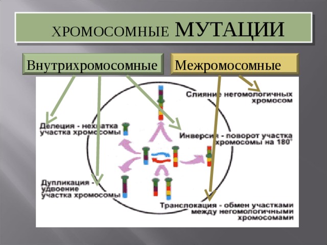 Примеры хромосомных мутаций. Хромосомные мутации. Хромосомные мутации внутрихромосомные. Типы хромосомных мутаций. Межхоромосная мутация примеры.