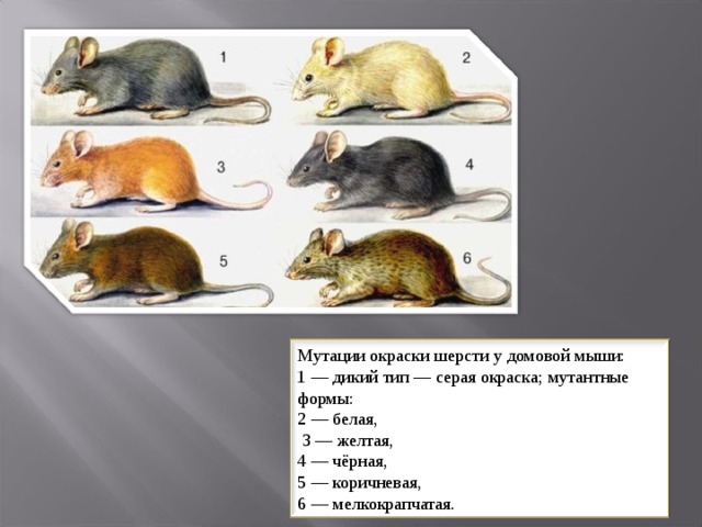 Чистые линии мышей. Наследование окраски шерсти у мышей. Окраска агути у грызунов. Мутагенез мутация окраски шерсти у Домовой мыши. Тип наследования окраски мышей.