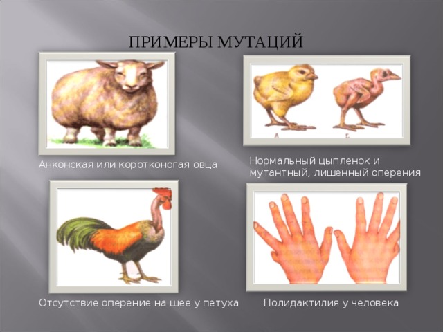 Селекция животных мутагенез