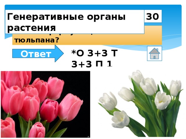 Органы тюльпана. О3+3т3+3п1.