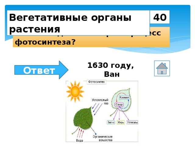 На рисунке изображен фотосинтез