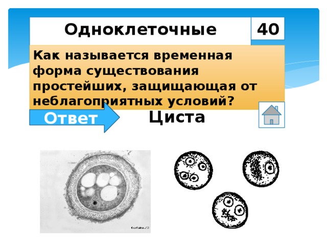 Какой цифрой на рисунке обозначена циста