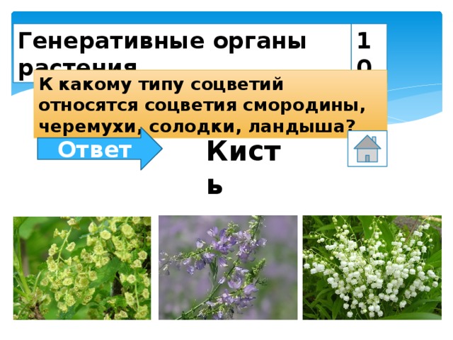 Выберите генеративный орган. Генеративные органы растений. Тип соцветия черемухи. Черемуха вид соцветия. Генеративные организмы.