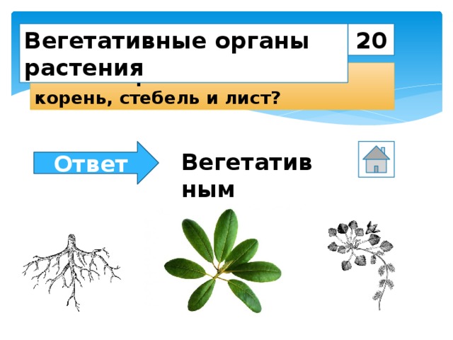 К тест организмам относятся. К вегетативным органам не относятся. Какие растение относится корневищами. К каким органам относится корень. Какому органу какое принадлежит растение.