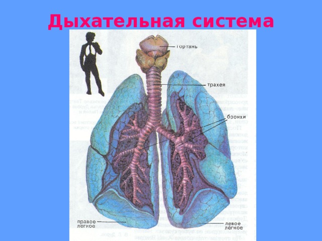 Тех карта дыхание и кровообращение 3 класс