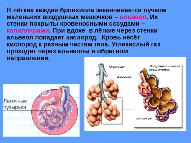 Стенка альвеол верно все кроме