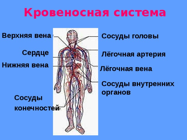 Кровеносная система человека состоит из. Кровеносная система. Кровеносная система 3 класс. Кровеносная система человека состоит. Кровеносная система верхних конечностей.