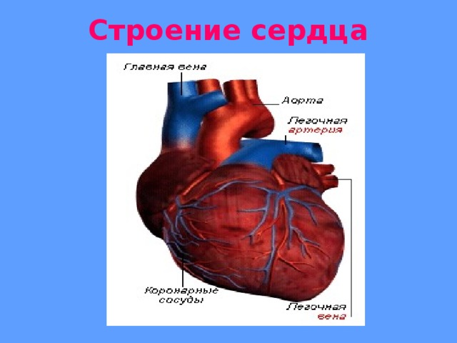 Кровообращение 3 класс окружающий мир. Строение сердца начальная школа. Презентация 3 класс дыхание и кровообращение. Анатомия сердца и дыхания. Сердце для начальной школы.