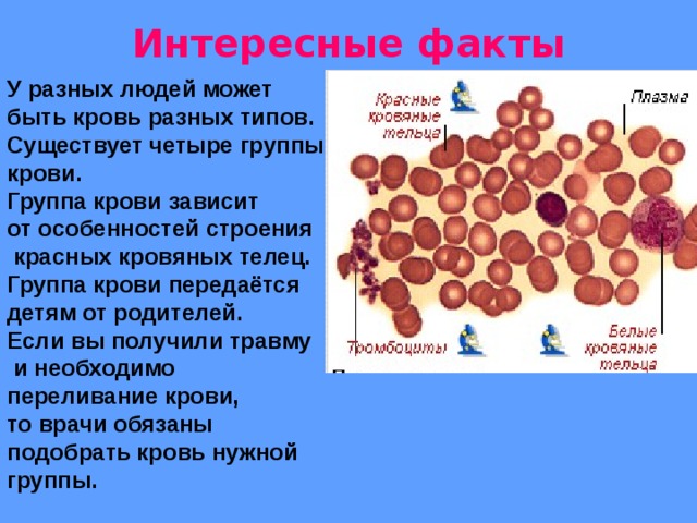 Кровь разного цвета. Интересные факты о крове. Факты о крови человека. Факты о кровеносной системе. Интересные факторы о крови.