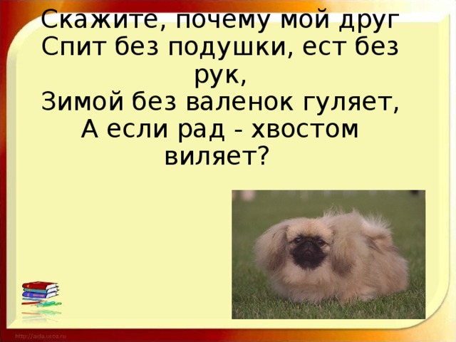 Скажите, почему мой друг  Спит без подушки, ест без рук,  Зимой без валенок гуляет,  А если рад - хвостом виляет?
