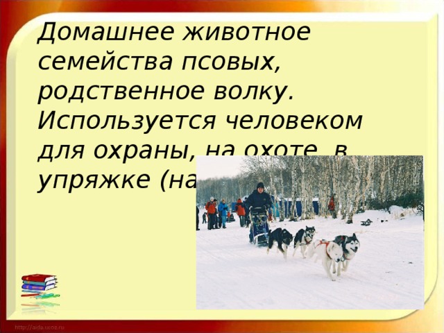 Домашнее животное семейства псовых, родственное волку. Используется человеком для охраны, на охоте, в упряжке (на Севере).