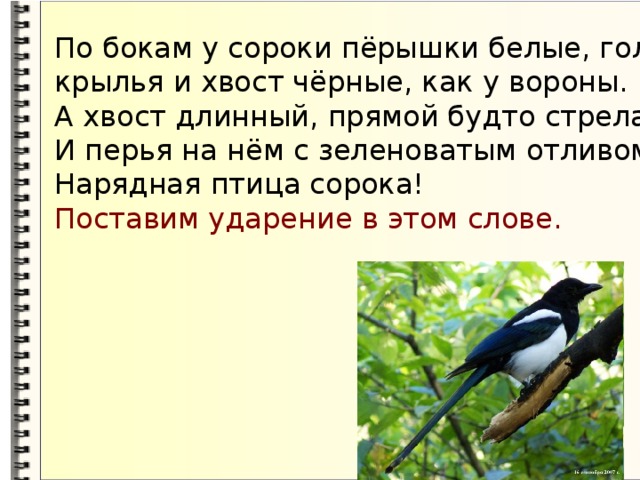 Г скребицкий у по бокам перышки. У по бокам перышки совсем белые голова Крылья хвост черные. У по бокам перышки совсем белые. Сорока с длинным хвостом. У сороки по бокам перышки белые.