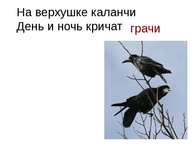 Отгадай загадку день и ночь. На верхушке каланчи день и ночь кричат Грачи. Грач кричит. Грачи. Грачи с каланчи.