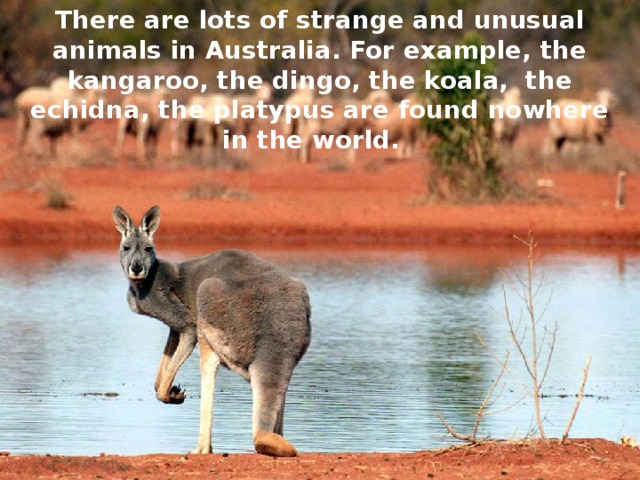 There are lots of strange and unusual animals in Australia. For example, the kangaroo, the dingo, the koala, the echidna, the platypus are found nowhere in the world. 
