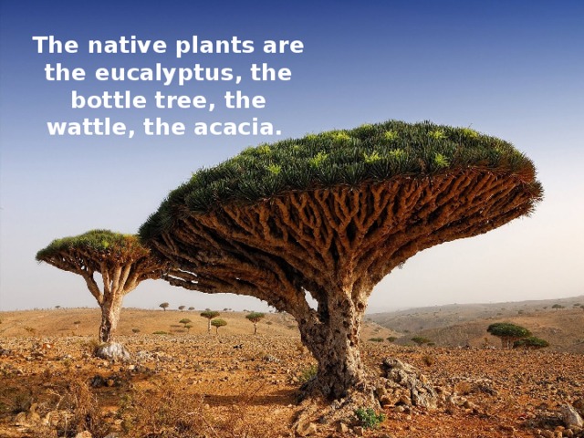 The native plants are the eucalyptus, the bottle tree, the wattle, the acacia. 