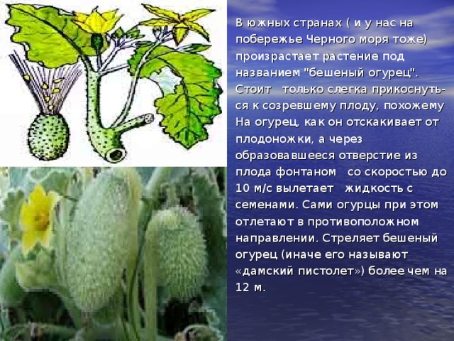В южных странах ( и у нас на побережье Черного моря тоже) произрастает растение под названием 
