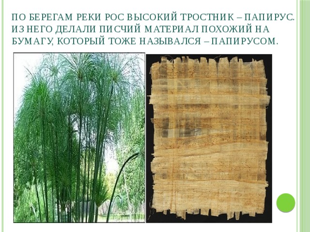 Папирус Из Тростника