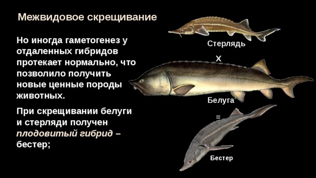Межвидовые гибриды стерильными. Бестер (гибрид белуги и стерляди рыба. Бестер рыба описание. Бесцеры гибриды белуги.