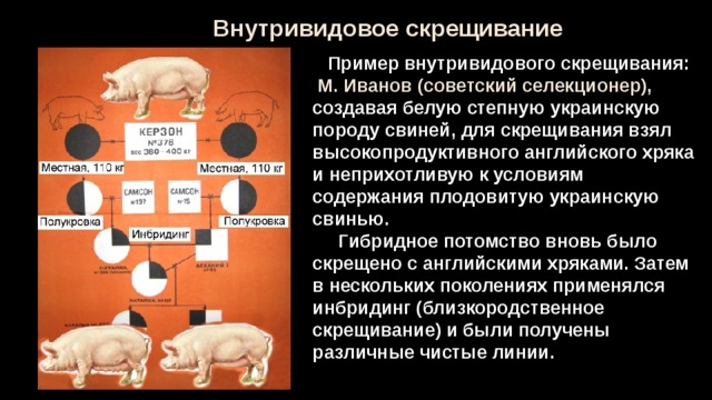 Получение чистых линий инбридингом. Трехпородное скрещивание свиней. Схема трехпородного скрещивания свиней. Схема промышленного скрещивания свиней. Скрещивание пород свиней.