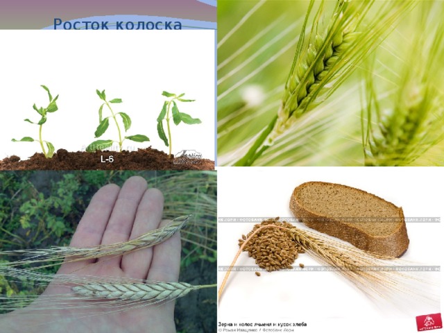 Росток колоска