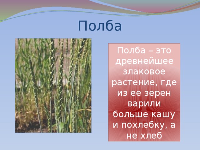 Полба Полба – это древнейшее злаковое растение, где из ее зерен варили больше кашу и похлебку, а не хлеб