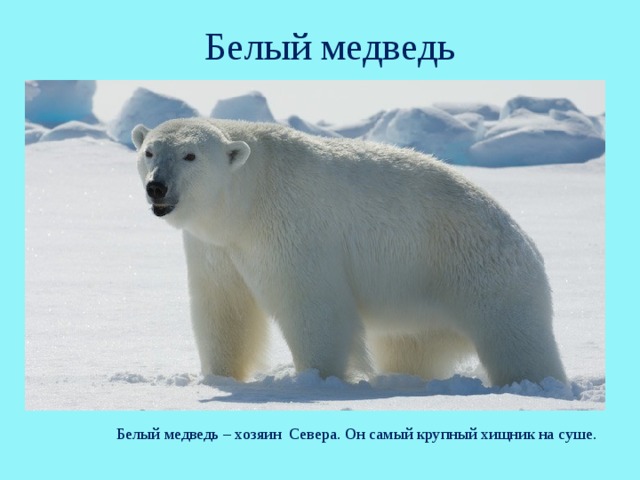 Писец зверь фото белый