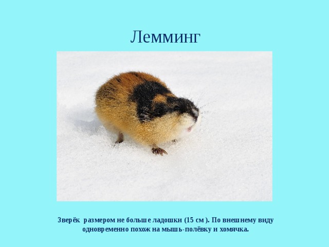 Лемминг         Зверёк размером не больше ладошки (15 см ). По внешнему виду одновременно похож на мышь-полёвку и хомячка. Зверёк размером не больше ладошки (15 см ). По внешнему виду одновременно похож на мышь-полёвку и хомячка.  