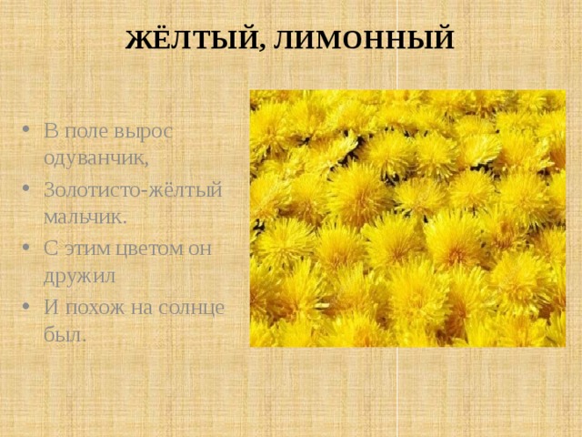 Был на солнышко похож. Одуванчик золотой стихотворение. Желтый одуванчик стишок. Жёлтое поле что растет. Стих про одуванчик для детей.