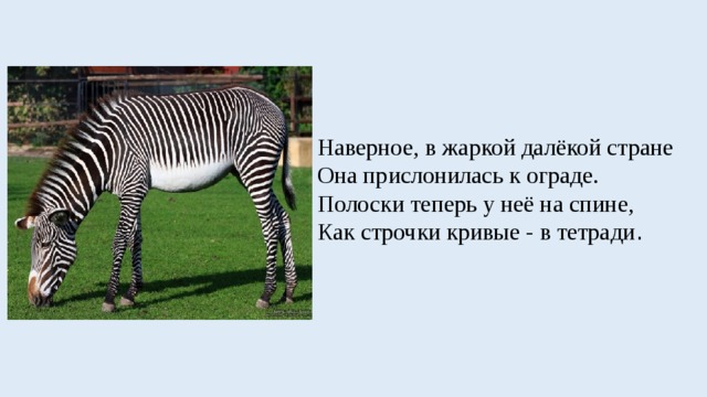 Наверное, в жаркой далёкой стране   Она прислонилась к ограде.   Полоски теперь у неё на спине,   Как строчки кривые - в тетради . 