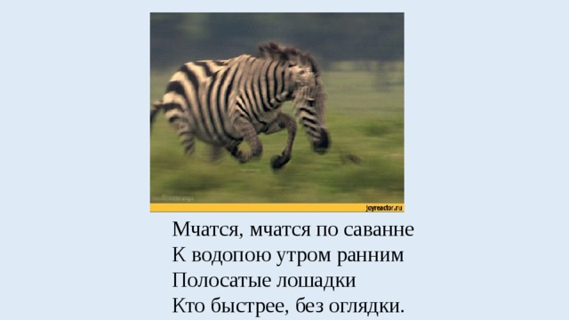 Мчатся, мчатся по саванне  К водопою утром ранним  Полосатые лошадки  Кто быстрее, без оглядки. 