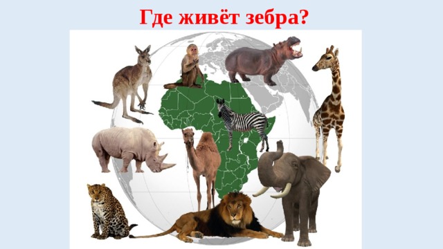 Где живёт зебра? 