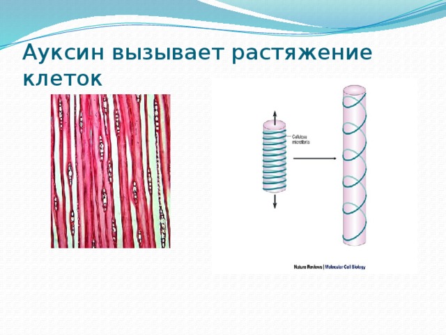 Вызывают рост растения путем растяжения клеток