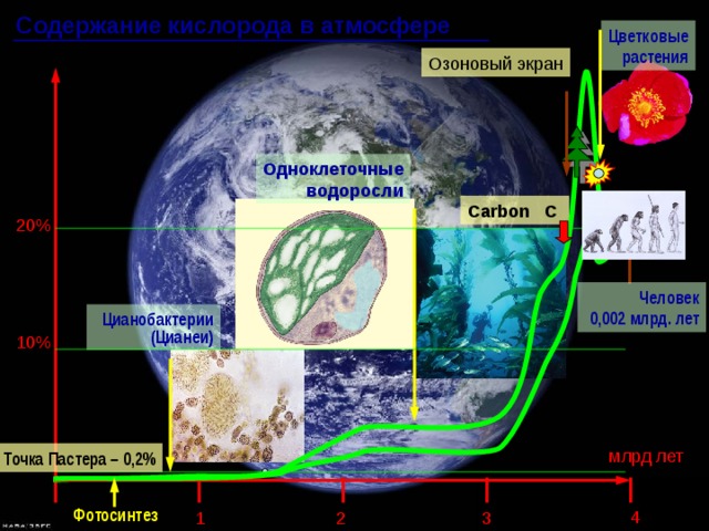 Содержание кислорода в атмосфере Цветковые  растения Озоновый экран Одноклеточные  водоросли Carbon C 20% Человек 0,002 млрд. лет Цианобактерии (Цианеи) 10% млрд лет Точка Пастера – 0,2% Фотосинтез 4 3 2 1 