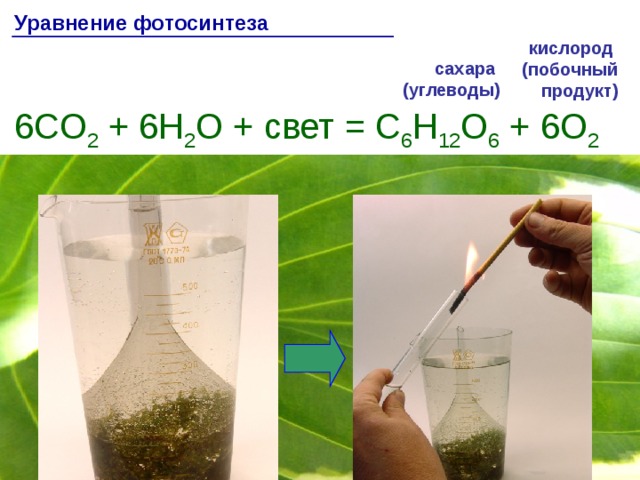 Уравнение фотосинтеза кислород  (побочный  продукт) сахара  (углеводы) 6CO 2 + 6H 2 O + свет = C 6 H 12 O 6 + 6O 2 