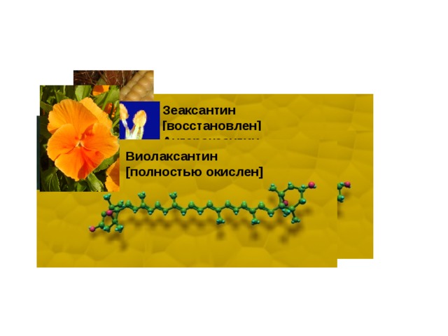 Зеаксантин  [восстановлен] Антераксантин  [частично окислен] Виолаксантин  [полностью окислен] 