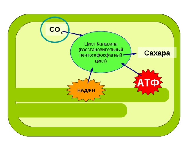 СО 2 Цикл Кальвина (восстановительный  пентозофосфатный  цикл) Сахара АТФ НАДФН 
