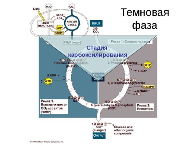 Стадия карбоксилирования Темновая фаза 