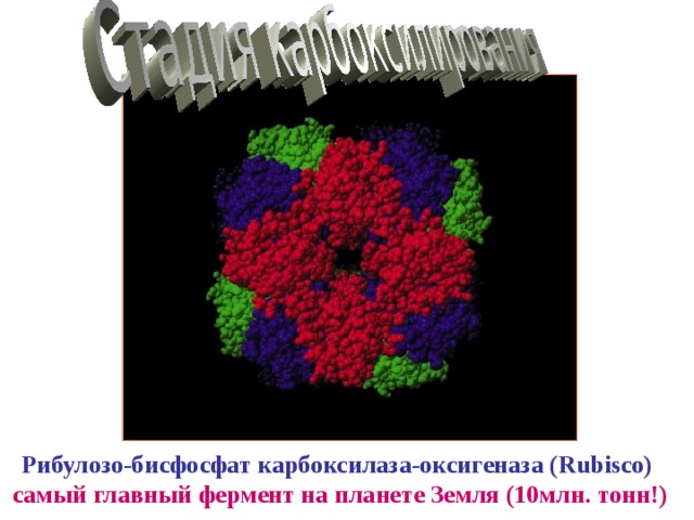 Рибулозо-бисфосфат карбоксилаза-оксигеназа (Rubisco)   самый главный фермент на планете Земля (10млн. тонн!) 