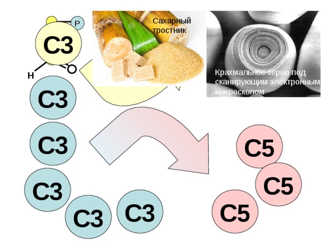 Сахарный тростник Р С3 Крахмальное зерно под сканирующим электронным микроскопом Н С3 С3 С5 С5 С3 С3 С5 С3 