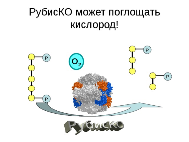 РубисКО может поглощать кислород! Р О 2 Р Р Р 