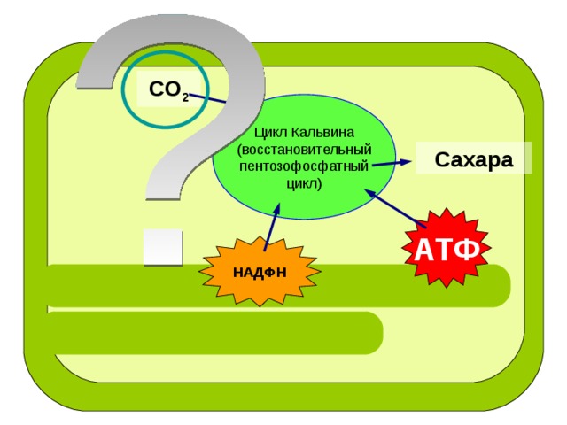 СО 2 Цикл Кальвина (восстановительный  пентозофосфатный  цикл) Сахара АТФ НАДФН 