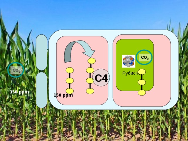 СО 2 СО 2 С4 РубисКО 350 ppm 150 ppm 