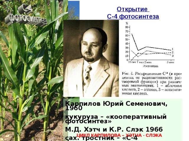 Открытие C-4 фотосинтеза Карпилов Юрий Семенович, 1960 кукуруза – «кооперативный фотосинтез» М.Д. Хэтч и К.Р. Слэк 1966 сах. тростник – «С-4 фотосинтез» ЦИКЛ КАРПИЛОВА – ХЭТЧА - СЛЭКА 