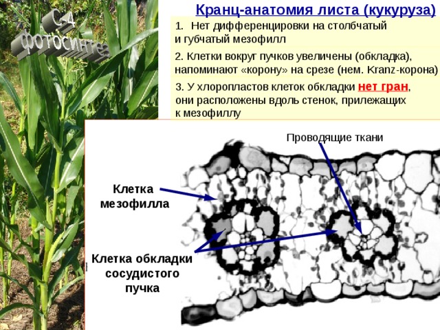 Кранц-анатомия листа (кукуруза) Нет дифференцировки на столбчатый и губчатый мезофилл 2. Клетки вокруг пучков увеличены (обкладка), напоминают «корону» на срезе (нем. Kranz-корона) 3. У хлоропластов клеток обкладки нет гран , они расположены вдоль стенок, прилежащих к мезофиллу Проводящие ткани Клетка мезофилла Клетка обкладки сосудистого пучка 