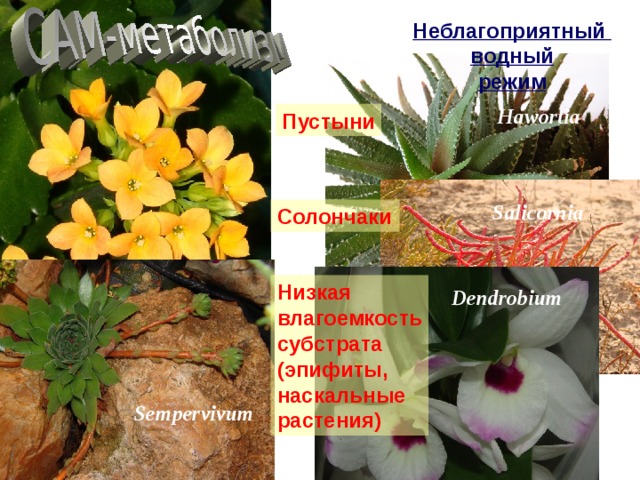 Неблагоприятный водный режим Hawortia Пустыни Salicornia Солончаки Низкая влагоемкость субстрата (эпифиты, наскальные растения) Dendrobium Sempervivum 