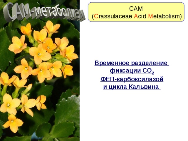 САМ  ( С rassulaceae A cid M etabolism) Временное разделение фиксации СО 2 ФЕП-карбоксилазой и цикла Кальвина 