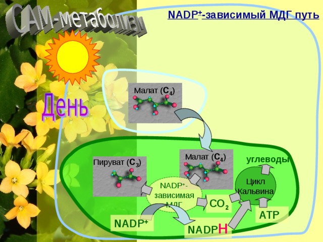 NADP + -зависимый МДГ путь Малат ( С 4 ) Малат ( С 4 ) углеводы Пируват ( С 3 ) Цикл Кальвина NADP + - зависимая МДГ СО 2 АТР NADP + NADP H 