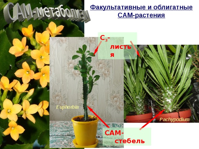 Факультативные и облигатные САМ-растения С 3 -листья Euphorbia Pachypodium САМ-стебель 